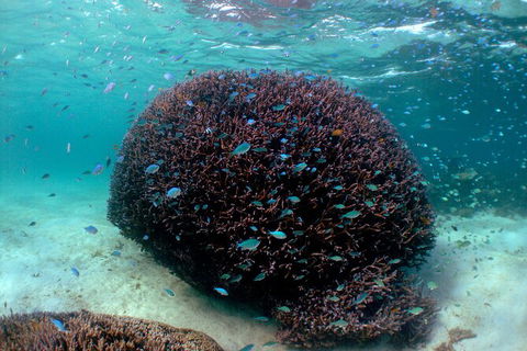 5 Night Ningaloo Reef Ningaloo Escape From Coral Bay - Kalgoorlie Accommodation 3