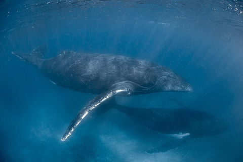 Full-Day Whale Watching Snorkeling And Swimming At Coral Bay - Kalgoorlie Accommodation 6