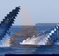 Full-Day Whale Watching Snorkeling and Swimming at Coral Bay - Kalgoorlie Accommodation