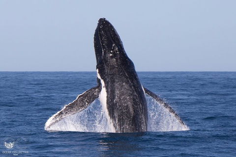 Full-Day Whale Watching Snorkeling And Swimming At Coral Bay - Kalgoorlie Accommodation 0