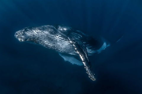 Full-Day Whale Watching Snorkeling And Swimming At Coral Bay - Kalgoorlie Accommodation 7
