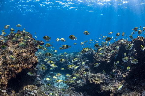 Full-Day Whale Watching Snorkeling And Swimming At Coral Bay - Kalgoorlie Accommodation 1