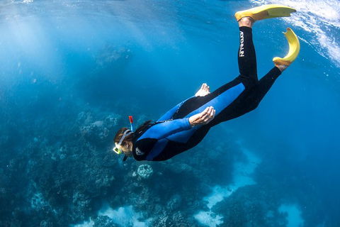 Full-Day Whale Watching Snorkeling And Swimming At Coral Bay - Kalgoorlie Accommodation 2
