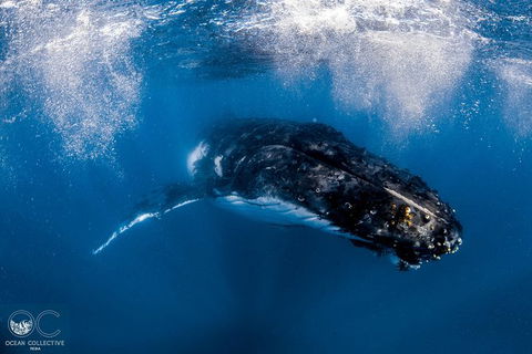 Full-Day Whale Watching Snorkeling And Swimming At Coral Bay - Kalgoorlie Accommodation 4