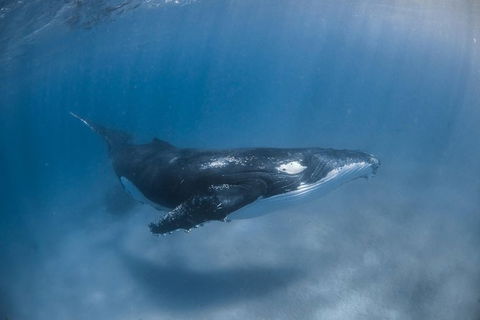 Full-Day Whale Watching Snorkeling And Swimming At Coral Bay - Kalgoorlie Accommodation 5