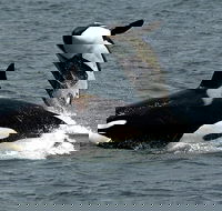 Bremer Canyon Orca Experience - Kalgoorlie Accommodation