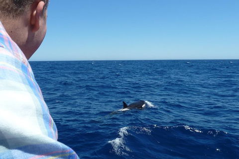 Full-Day Killer Whale Expedition From Albany - Kalgoorlie Accommodation 1