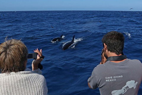 Full-Day Killer Whale Expedition From Albany - Kalgoorlie Accommodation 2