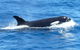 Full-Day Killer Whale Expedition From Albany - thumb 0