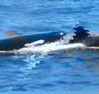 Full-Day Killer Whale Expedition from Albany - Kalgoorlie Accommodation