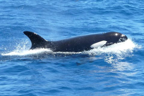 Full-Day Killer Whale Expedition From Albany - Kalgoorlie Accommodation 0