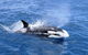 Full-Day Killer Whale Expedition From Albany - thumb 3