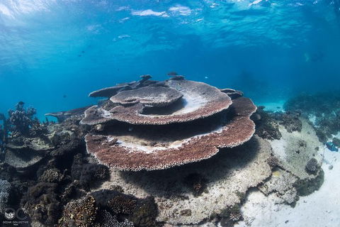Whale Shark Adventure Tour - Kalgoorlie Accommodation 7
