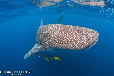 Whale Shark Adventure Tour - Kalgoorlie Accommodation 11