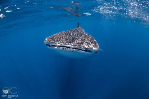 Whale Shark Adventure Tour - Kalgoorlie Accommodation 1