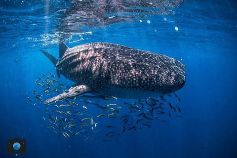 Whale Shark Adventure Tour - Kalgoorlie Accommodation 2