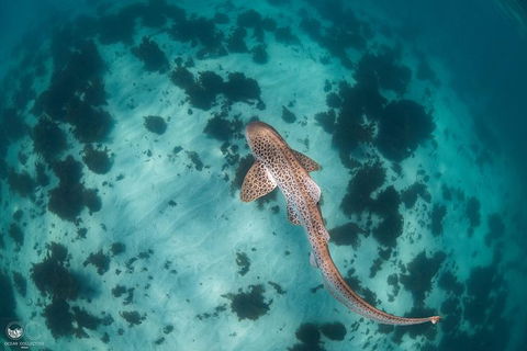 Whale Shark Adventure Tour - Kalgoorlie Accommodation 3