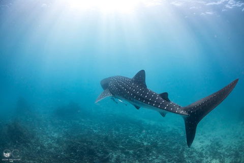 Whale Shark Adventure Tour - Kalgoorlie Accommodation 9