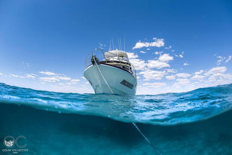 Whale Shark Adventure Tour - Kalgoorlie Accommodation 10