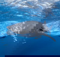 Whale Shark Adventure Tour - Kalgoorlie Accommodation