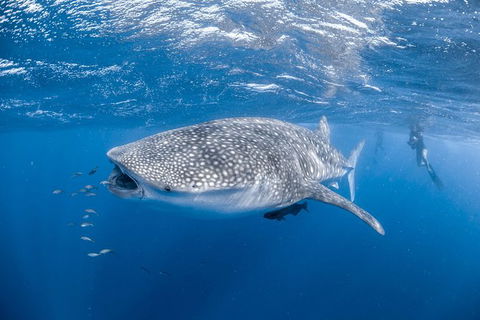Whale Shark Adventure Tour - Kalgoorlie Accommodation 0