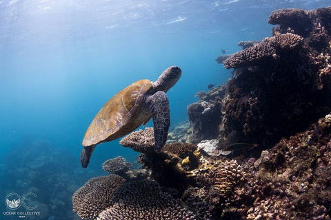 Whale Shark Adventure Tour - Kalgoorlie Accommodation 4
