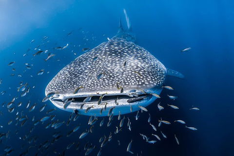 Whale Shark Adventure Tour - Kalgoorlie Accommodation 8