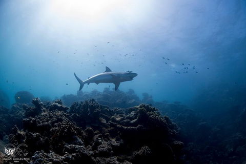 Whale Shark Adventure Tour - Kalgoorlie Accommodation 6