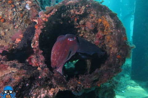 PADI Open Water Course - Kalgoorlie Accommodation 1
