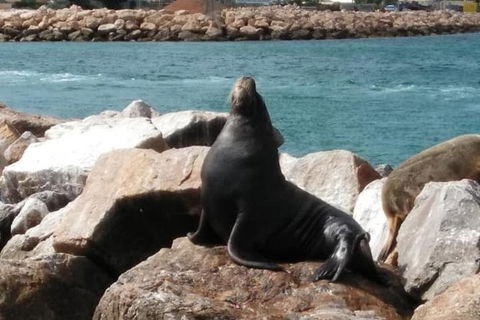 Lobster Fishing Tour At Geraldton - Kalgoorlie Accommodation 3