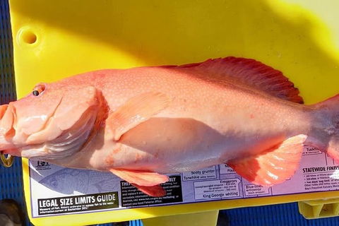 Geraldton Fishing Charter - Kalgoorlie Accommodation 13