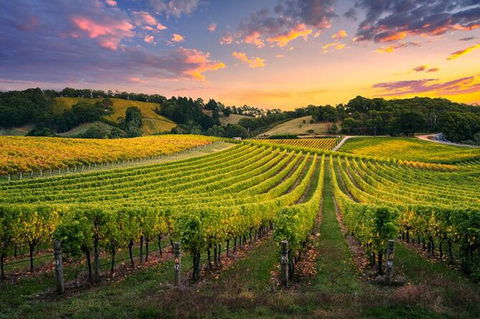 Swan Valley Sunset Wine Tour - Premium Small Group Tour - Kalgoorlie Accommodation 0