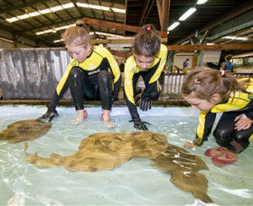 Australian Shark And Ray Centre - Kalgoorlie Accommodation 0
