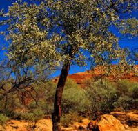 Mt Romance Australia Pty Ltd - Kalgoorlie Accommodation