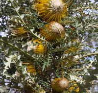 Woylie Walk Dryandra Woodland - Kalgoorlie Accommodation