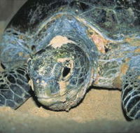 Turtle Nesting Season - Kalgoorlie Accommodation