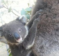 West Oz Wildlife Petting Zoos - Kalgoorlie Accommodation