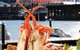 Nick's Seafood Restaurant - thumb 2