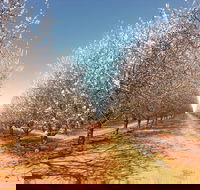 Mallee Almond Blossom Festival - Kalgoorlie Accommodation