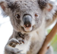 Meet the Stars of the Livestreams - Kalgoorlie Accommodation