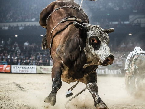 PBR Hawkesbury Stampede - Kalgoorlie Accommodation 1