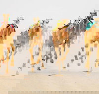 The Quirindi Camel Cup - Kalgoorlie Accommodation