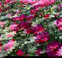 2020 Woolmers Estate Festival of Roses - Kalgoorlie Accommodation