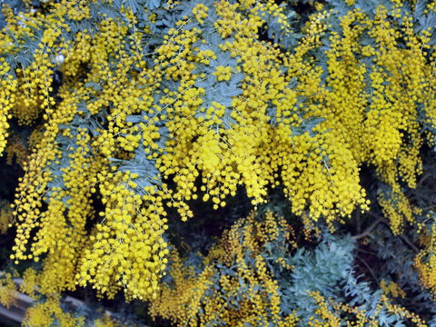 Australian Wattle Day @ The Old Bus Depot Markets - Kalgoorlie Accommodation 0
