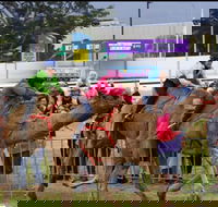 Camel Races at Gosford Showgrounds - Kalgoorlie Accommodation