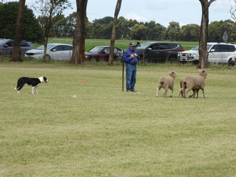 Dean Sheepdog Trials - Old Sniff Classic - Kalgoorlie Accommodation 0
