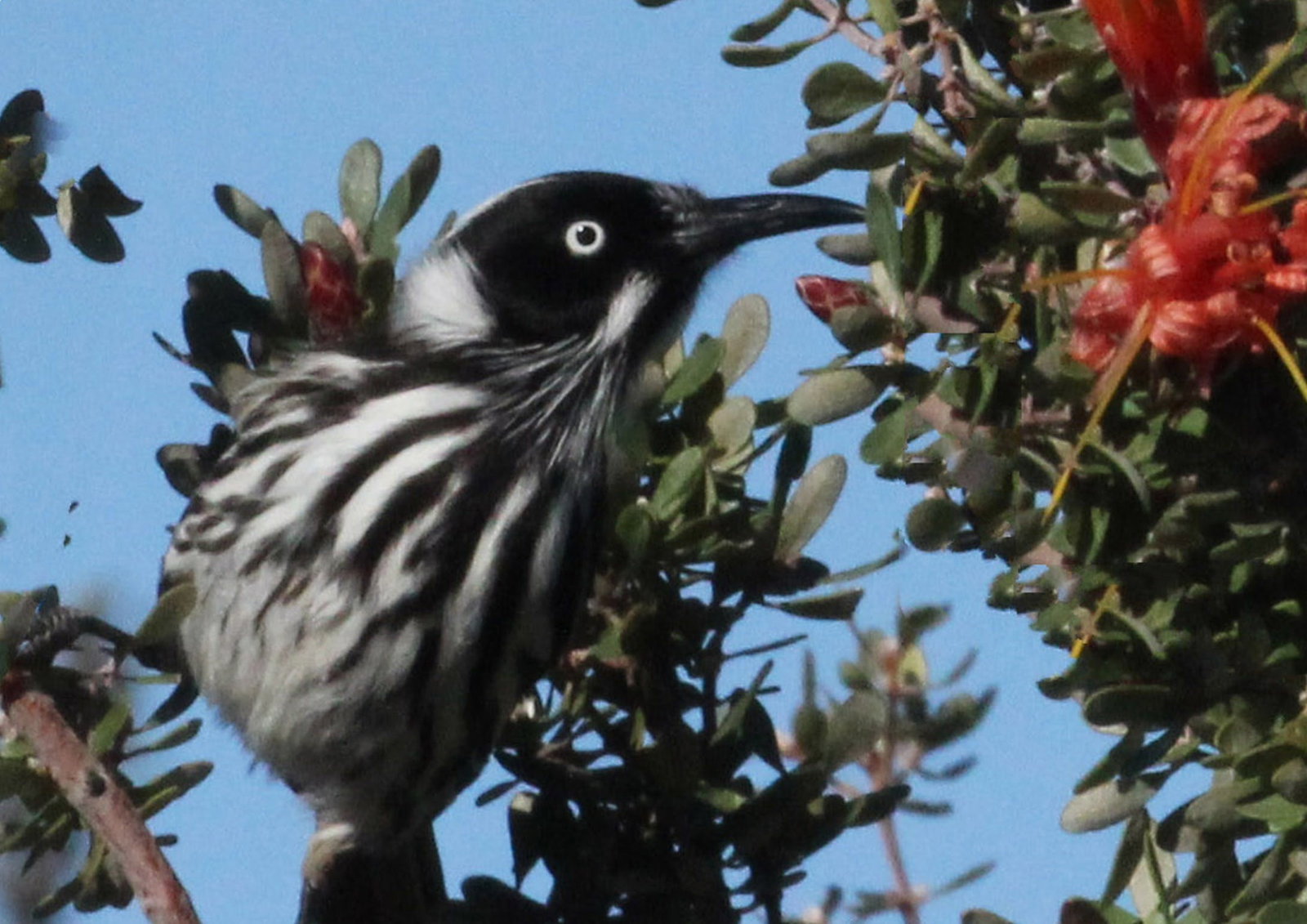 Pink Lake WA Kalgoorlie Accommodation