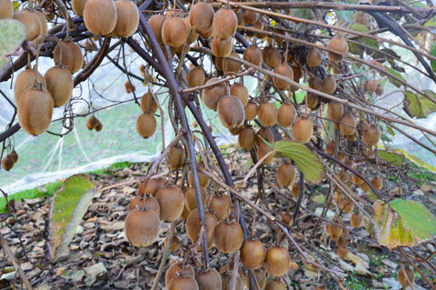 Fruit Taste Adventure Tours - Kalgoorlie Accommodation 2