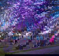 Grafton Jacaranda Festival - Kalgoorlie Accommodation