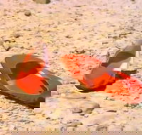 Let's Dance Carinda David Bowie Tribute Festival - Kalgoorlie Accommodation